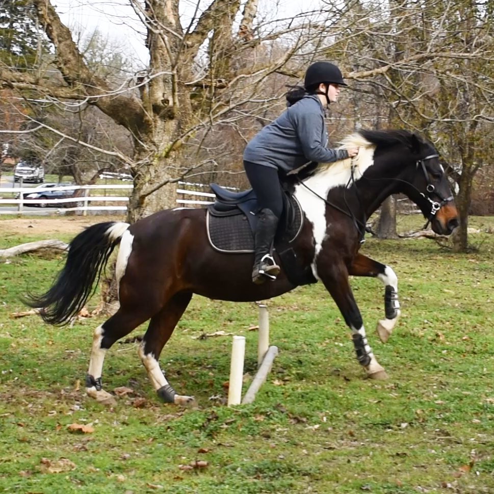Shayna learning small cross-country with Dreamer