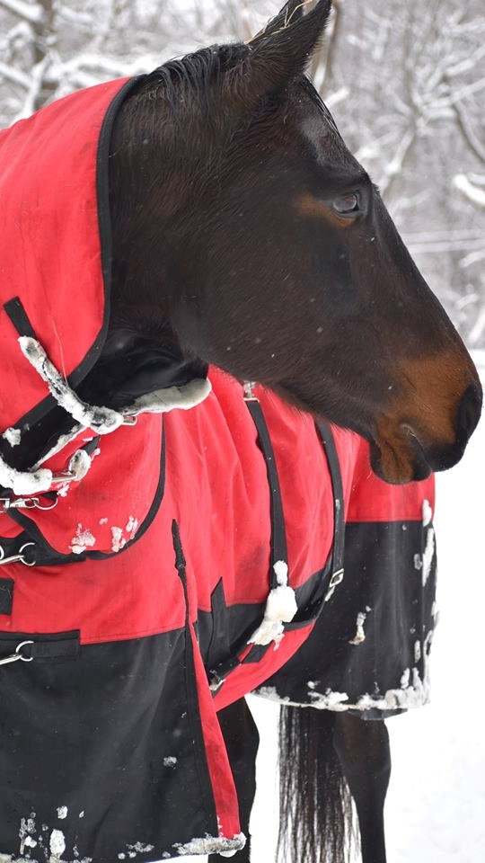 Mocha in HILASON Winter Blanket with Wraps Perfectly Snug & Warm